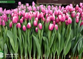 Tulipa Outlook (1)